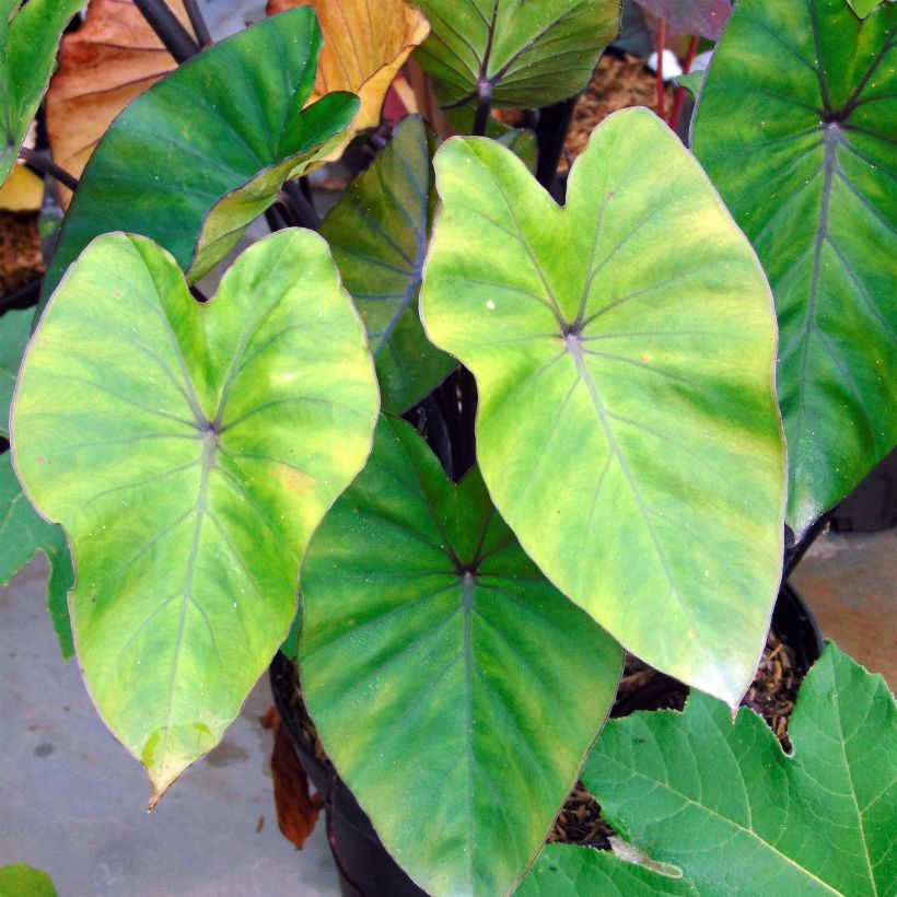 Colocasia Black Stem (Folhagem)