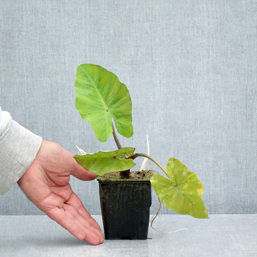 Amostra de Colocasia Black Stem Vaso de 8/9 cm tal como entregue no verão