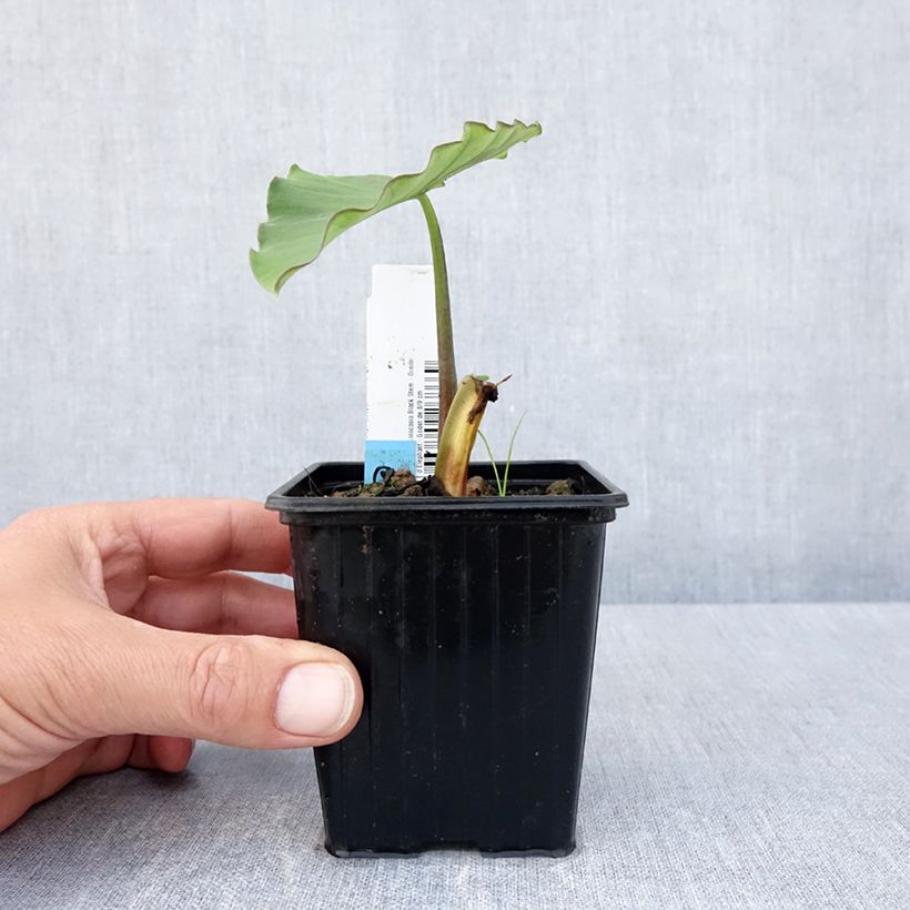 Amostra de Colocasia Black Stem - Oreille d'Eléphant Vaso de 8/9 cm tal como entregue na primavera