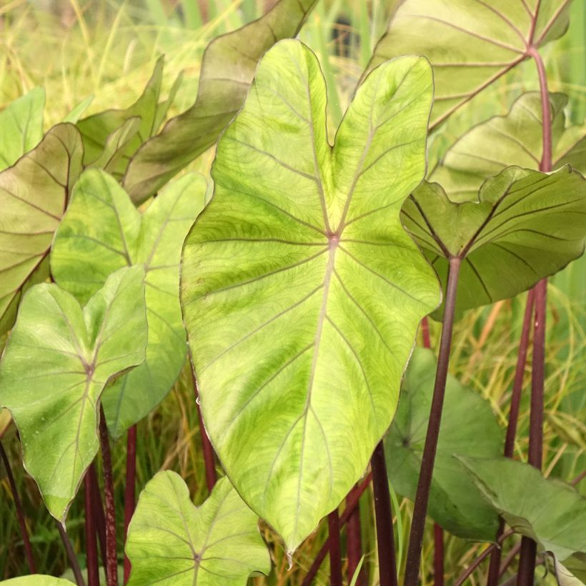 Colocasia esculenta Fontanesii (Folhagem)