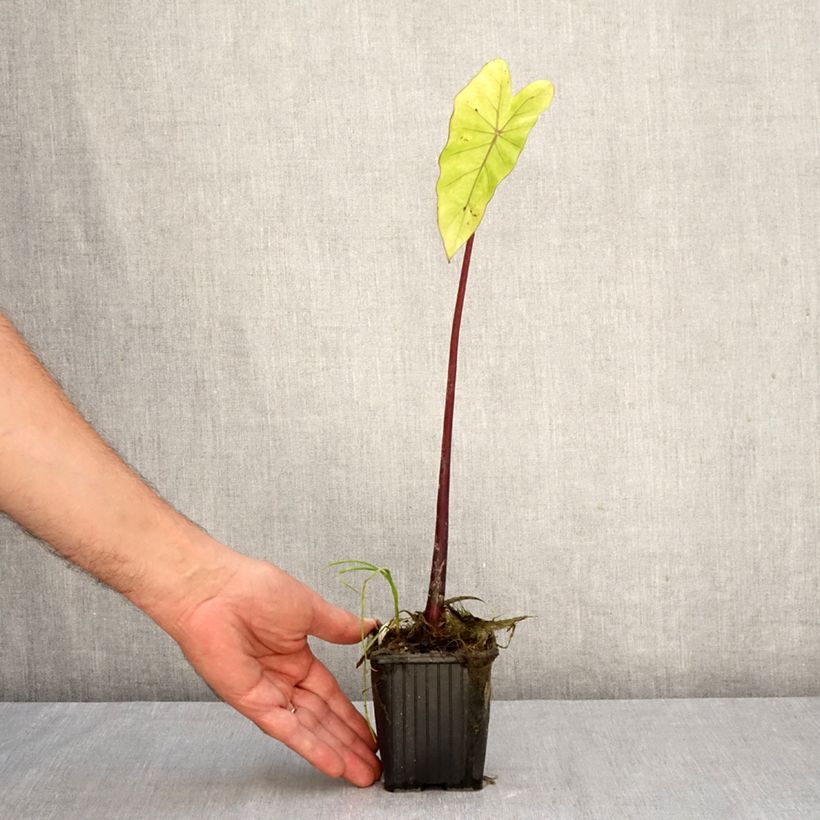 Amostra de Colocasia esculenta Fontanesii Vaso de 8/9 cm tal como entregue no outono