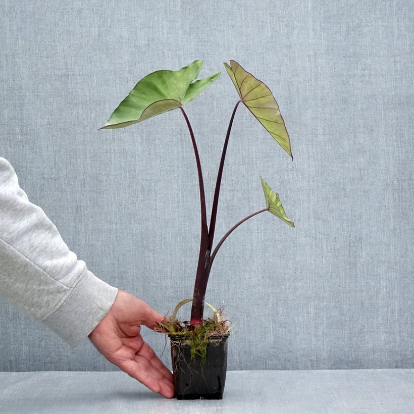Amostra de Colocasia esculenta Fontanesii Vaso de 8/9 cm tal como entregue no verão
