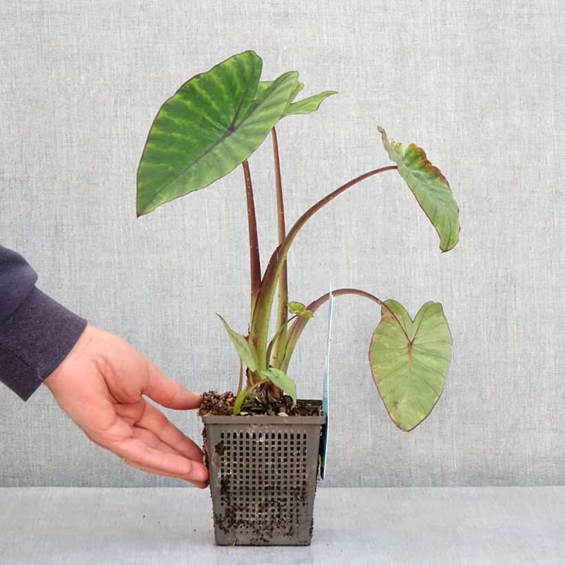 Amostra de Colocasia esculenta Fontanesii Vaso de 8/9 cm tal como entregue na primavera