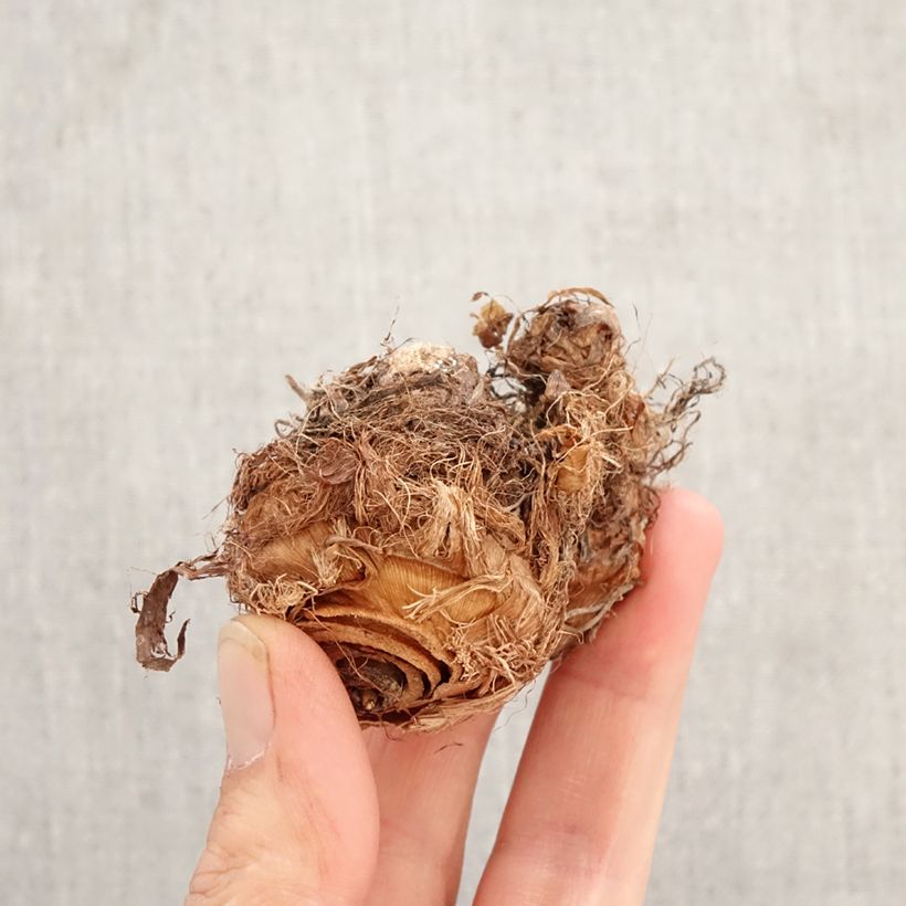 Amostra de Colocasia esculenta Illustris Bulbo tal como entregue na primavera