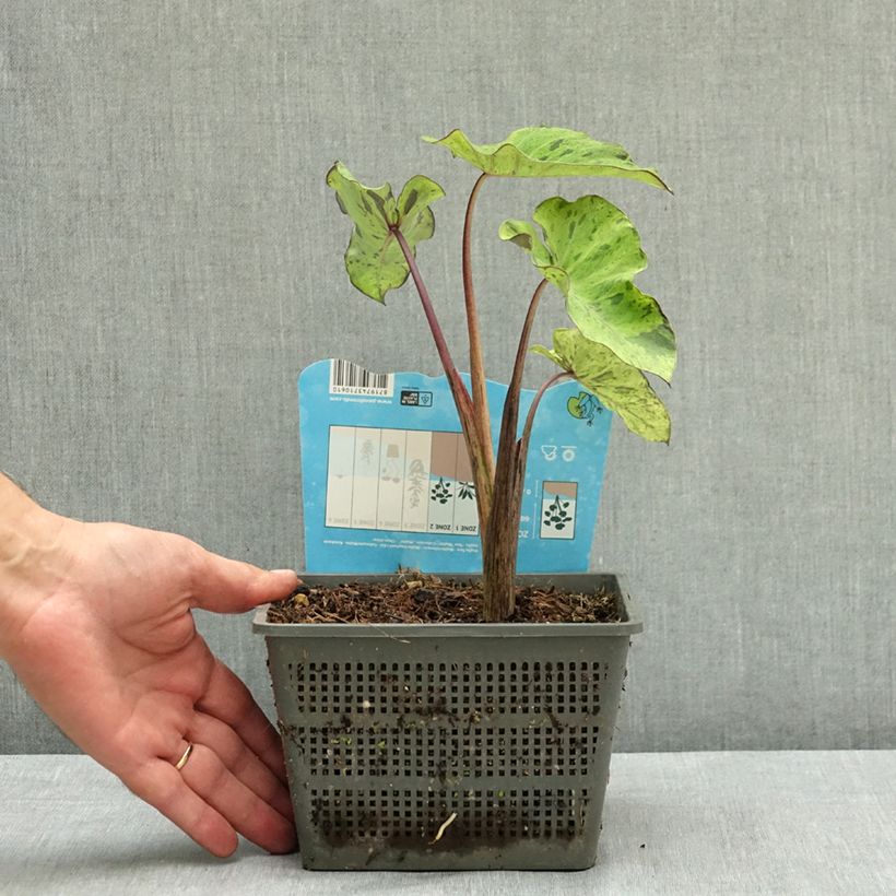 Amostra de Colocasia esculenta Mojito - Oreille d'Eléphant Pot de 4L/5L tal como entregue no verão