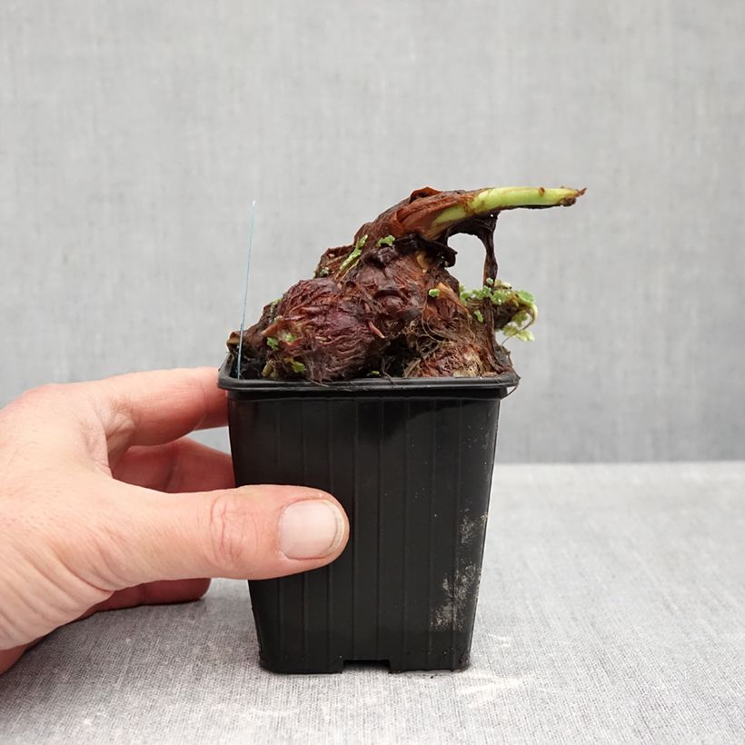 Amostra de Colocasia esculenta - Oreille d'éléphant - Taro Vaso de 8/9 cm tal como entregue no outono