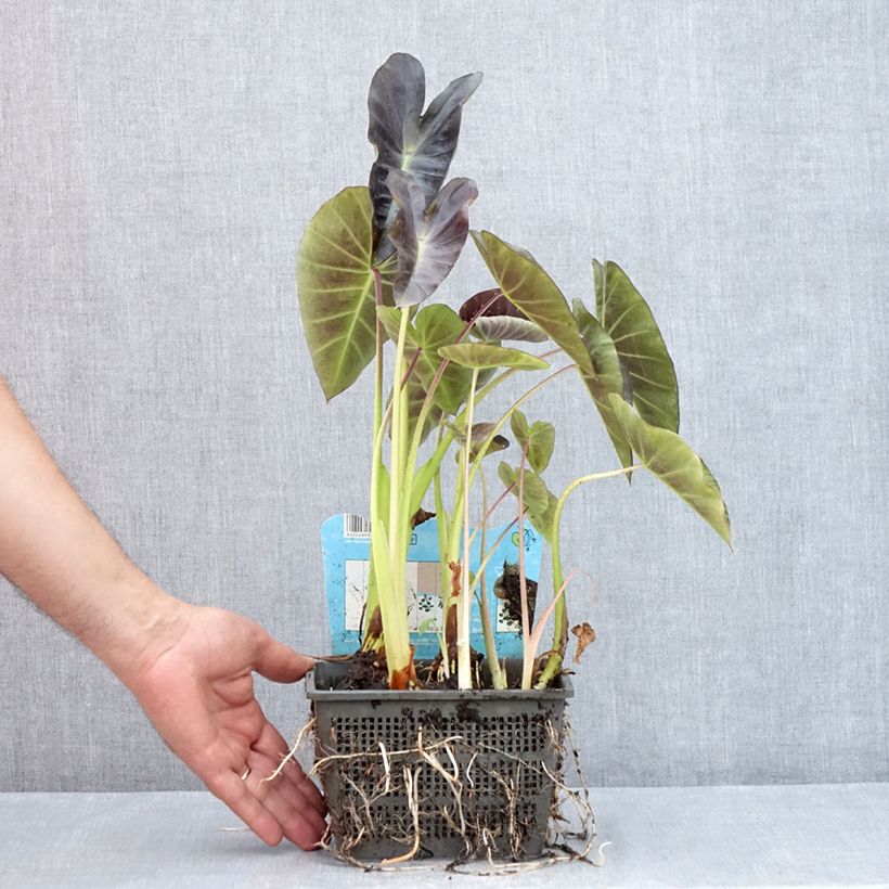 Amostra de Colocasia esculenta Vaso de 4 L/5 L tal como entregue no verão