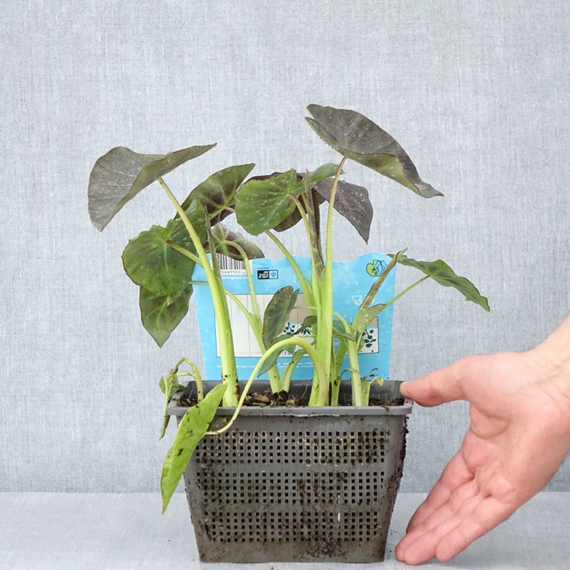 Amostra de Colocasia esculenta - Oreille d'éléphant - Taro Vaso de 4 L/5 L tal como entregue na primavera