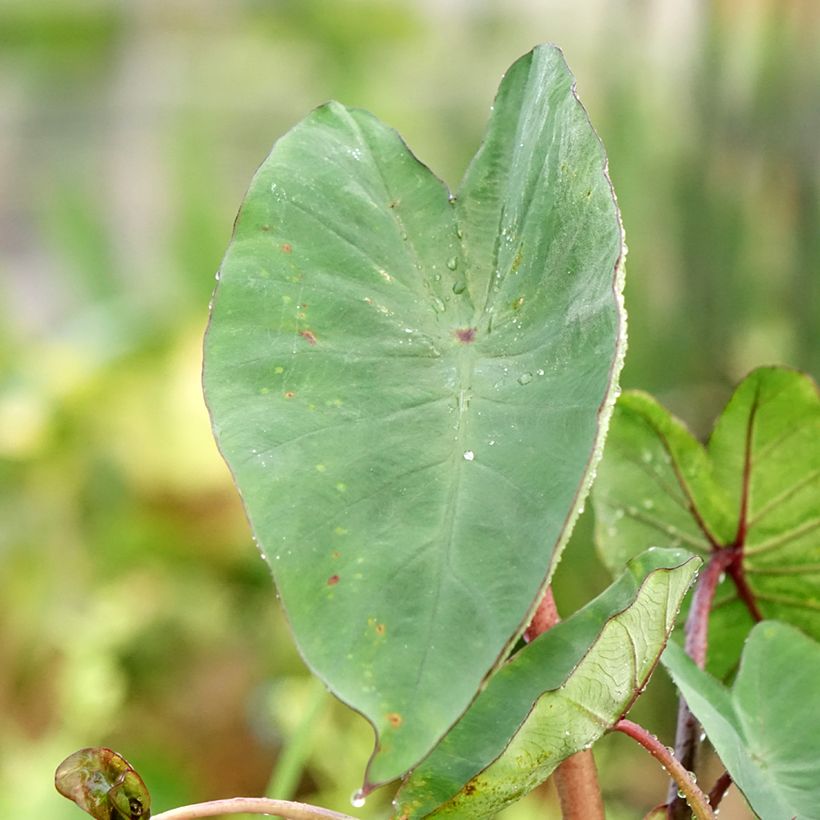 Colocasia esculenta Tea Cup (Folhagem)