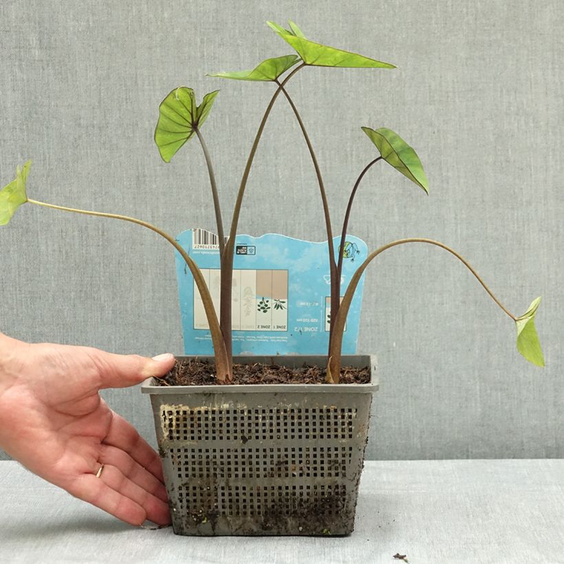 Amostra de Colocasia esculenta Tea Cup Vaso de 4 L/5 L tal como entregue no verão
