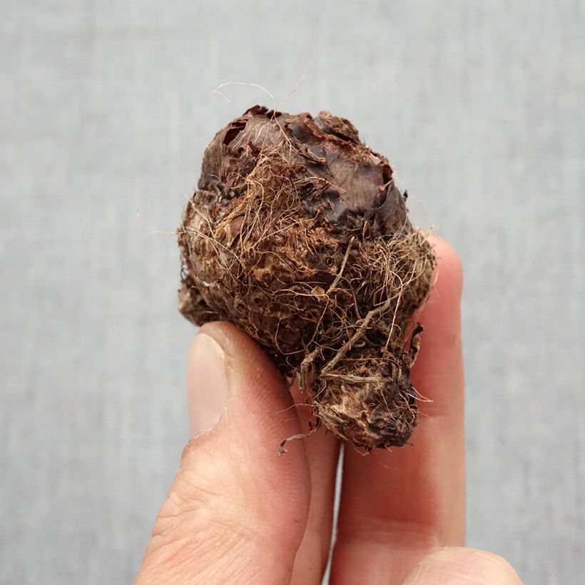 Amostra de Colocasia Hawaiian Punch - Taro  Bulbo size I tal como entregue na primavera