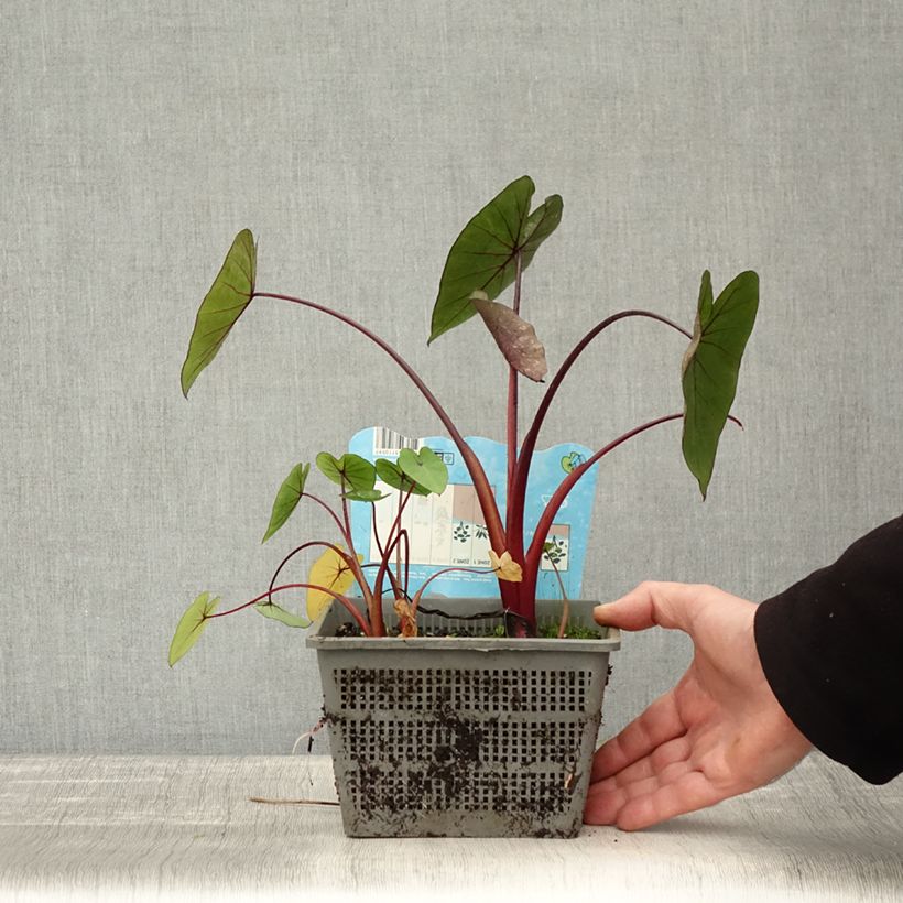 Amostra de Colocasia Hawaiian Punch Vaso de 4 L/5 L Calibre 18/20 tal como entregue no outono