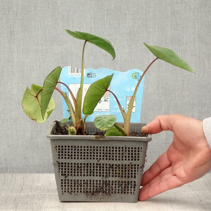 Amostra de Colocasia Hawaiian Punch Vaso de 4 L/5 L Calibre 18/20 tal como entregue no verão