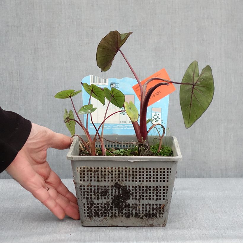 Amostra de Colocasia Hawaiian Punch - Taro  Vaso de 4 L/5 L size 18/20 tal como entregue no inverno