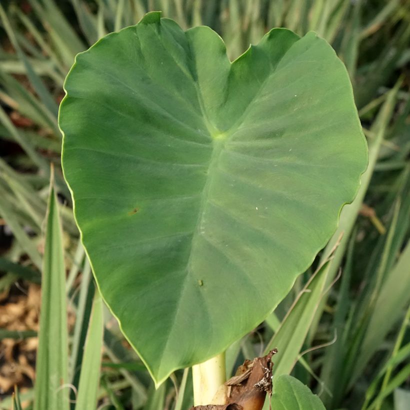 Colocasia Jack's Giant (Folhagem)