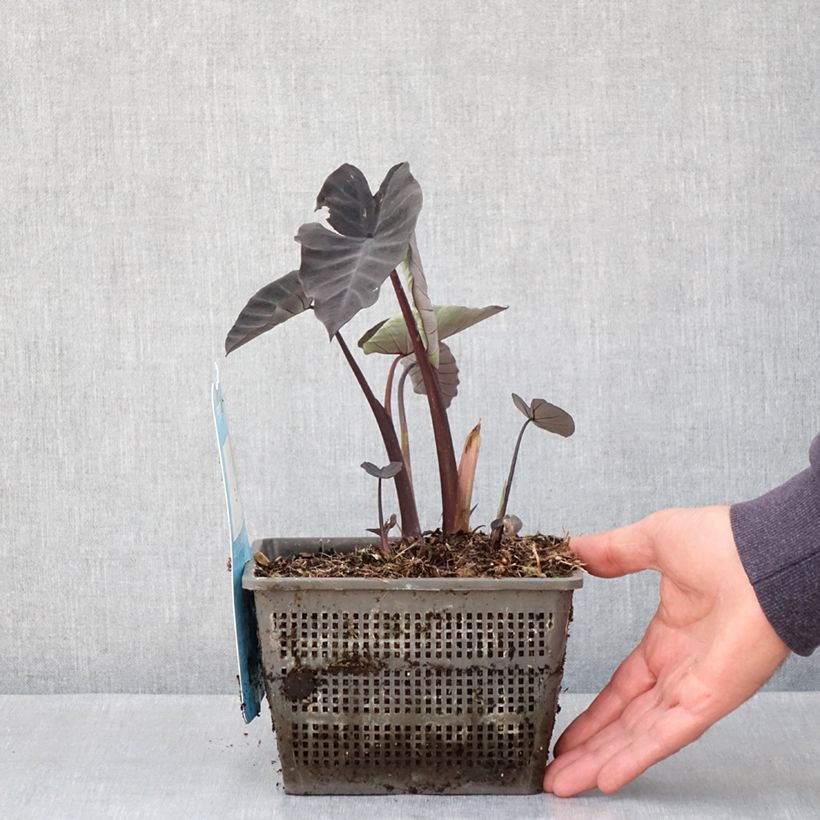 Amostra de Colocasia Kona Coffee - Taro Vaso de 4 L/5 L tal como entregue na primavera