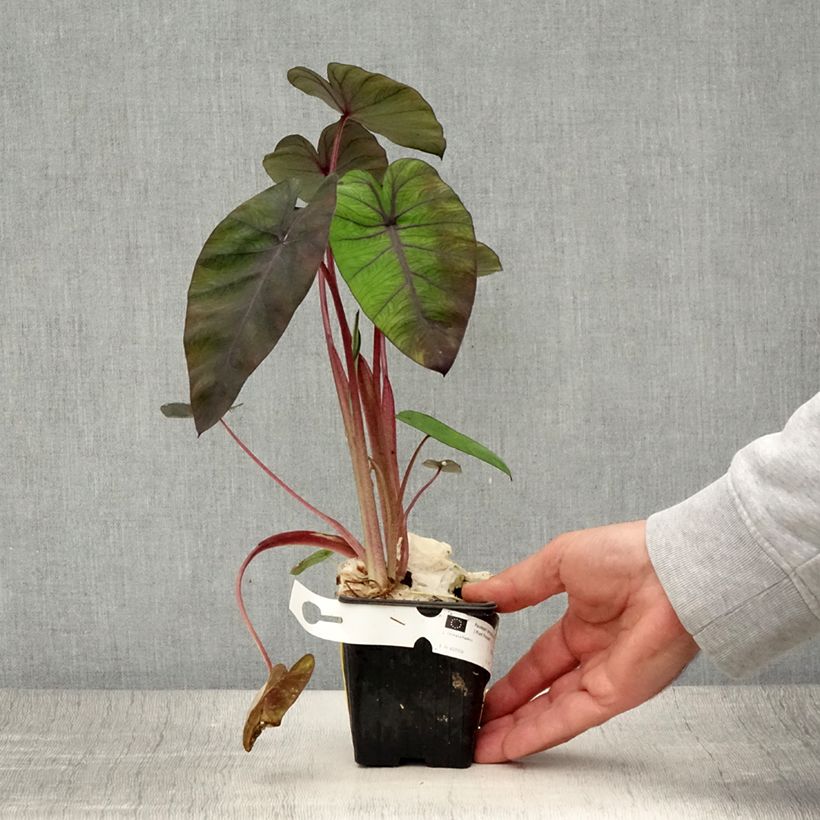 Amostra de Colocasia Madeira Vaso de 8/9 cm tal como entregue no verão
