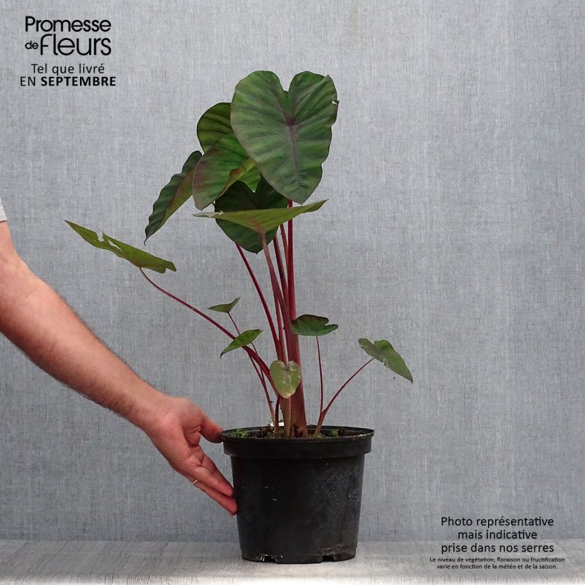 Amostra de Colocasia Madeira Vaso de 3 L/4 L tal como entregue no outono