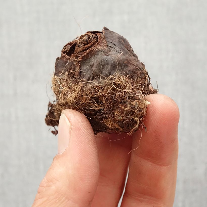 Amostra de Colocasia Maui Gold - Taro Bulbo size I tal como entregue na primavera