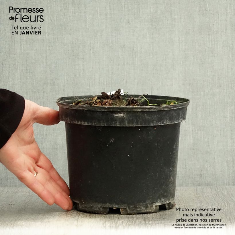 Amostra de Colocasia Painted Black Gecko - Oreille d'éléphant  Pot de 4L/5L tal como entregue no inverno