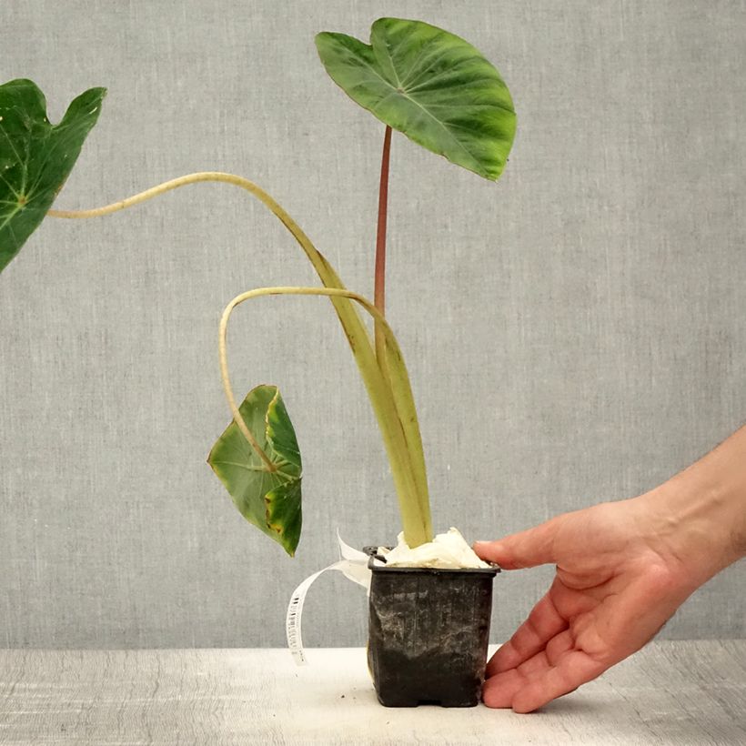Amostra de Colocasia Pink China Vaso de 8/9 cm tal como entregue no verão