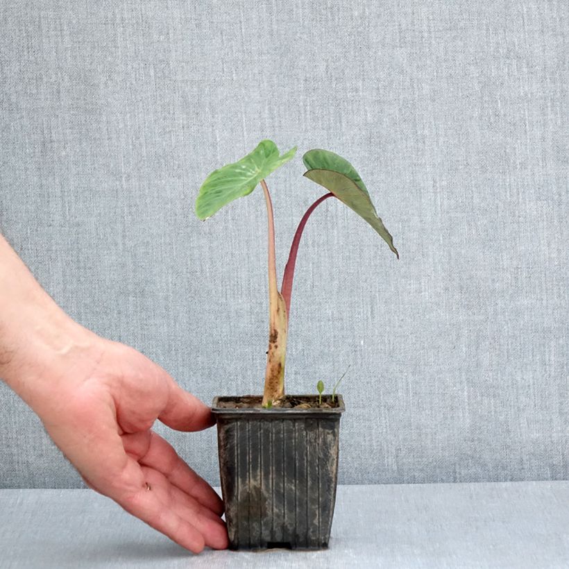 Amostra de Colocasia Pink China Vaso de 8/9 cm tal como entregue na primavera