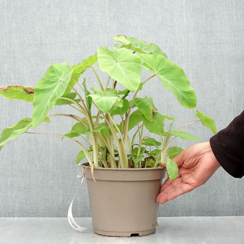 Amostra de Colocasia Red Eyed Gecko - Oreille d'éléphant Pot de 4L/5L tal como entregue no outono