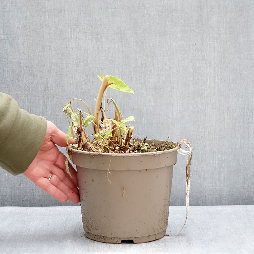 Amostra de Colocasia Red Eyed Gecko - Oreille d'éléphant Vaso de 4 L/5 L tal como entregue no inverno