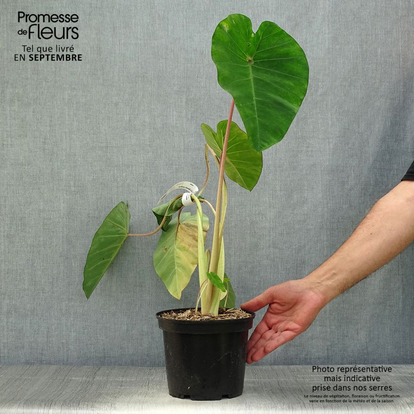 Amostra de Colocasia Sangria Vaso de 3 L/4 L tal como entregue no outono