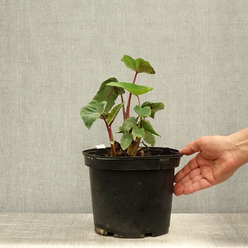 Amostra de Colocasia Sangria Vaso de 3 L/4 L tal como entregue no verão