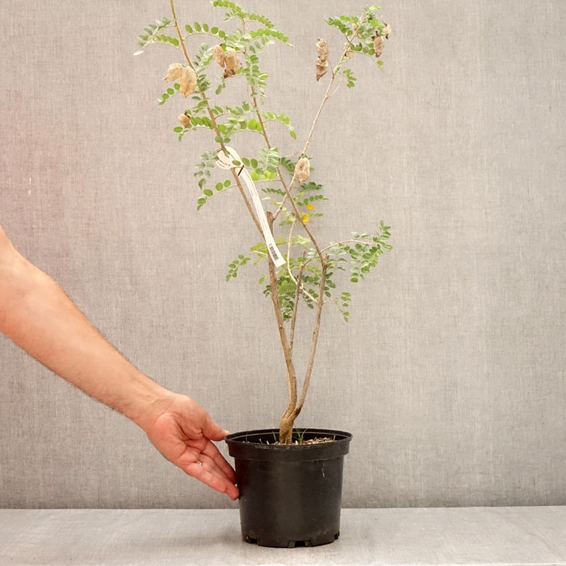 Amostra de Colutea arborescens - Baguenaudier  Vaso de 2 L/3 L tal como entregue no verão