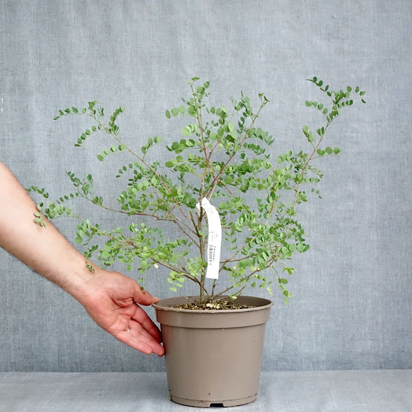 Amostra de Colutea media Copper Beauty Vaso de 3 L/4 L tal como entregue na primavera