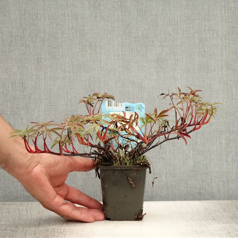 Amostra de Comarum palustre Vaso de 8/9 cm tal como entregue no verão