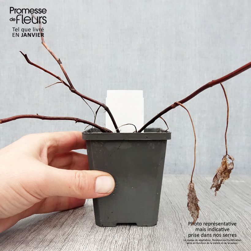 Amostra de Comarum palustre - Comaret ou Potentille des marais Godet de 8/9 cm tal como entregue no inverno