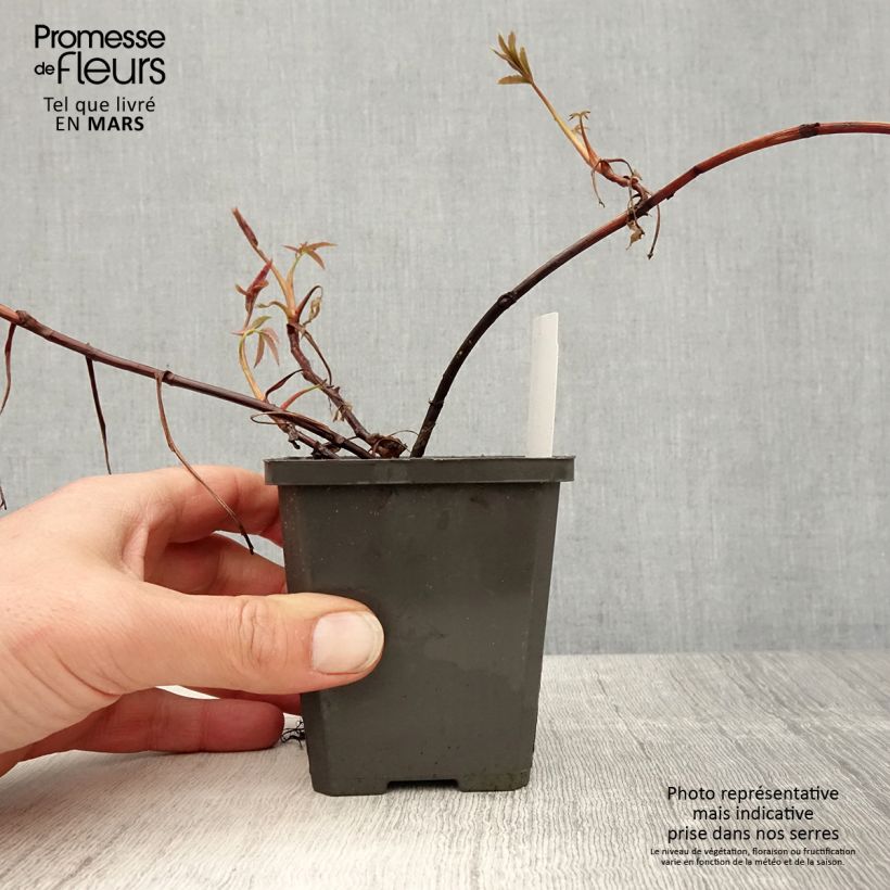 Amostra de Comarum palustre Vaso de 8/9 cm tal como entregue na primavera