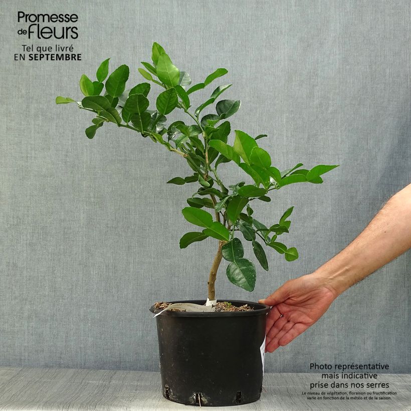 Amostra de Combava - Citrus hystrix Vaso de 4 L/5 L tal como entregue no outono