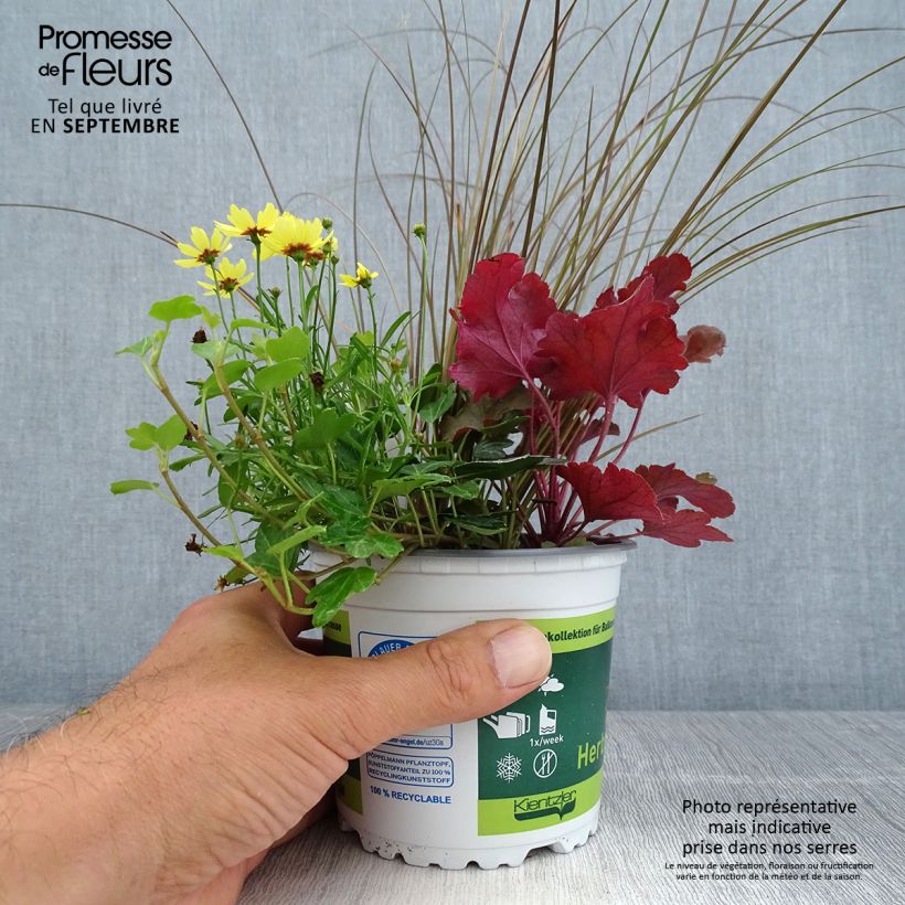 Amostra de Composição Full of Joy — conjunto de 4 plantas Vaso de 12 cm/13 cm tal como entregue no outono