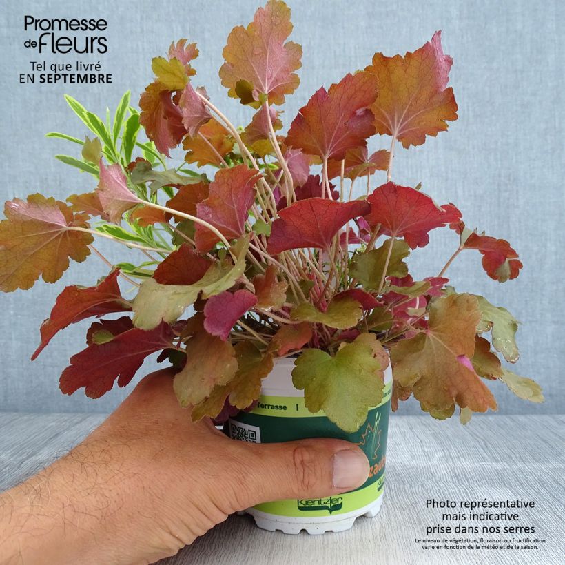 Amostra de Composição Hidden Treasure - 3 plantas Vaso de 12 cm/13 cm tal como entregue no outono