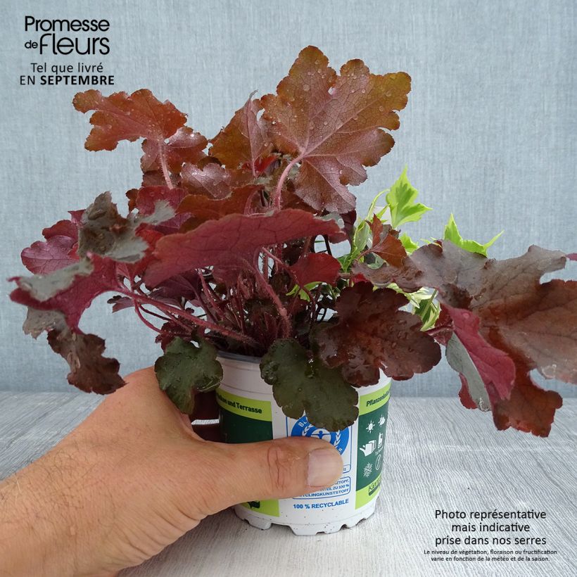 Amostra de Composição Lucky Charm - conjunto de 3 plantas Vaso de 12 cm/13 cm tal como entregue no outono