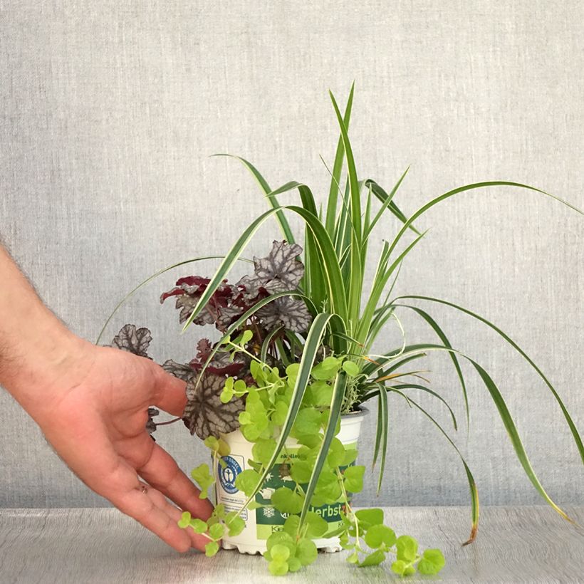 Amostra de Composition Silent Sunday - composition de 4 plantes Pot de 12 cm / 13 cm tal como entregue no verão