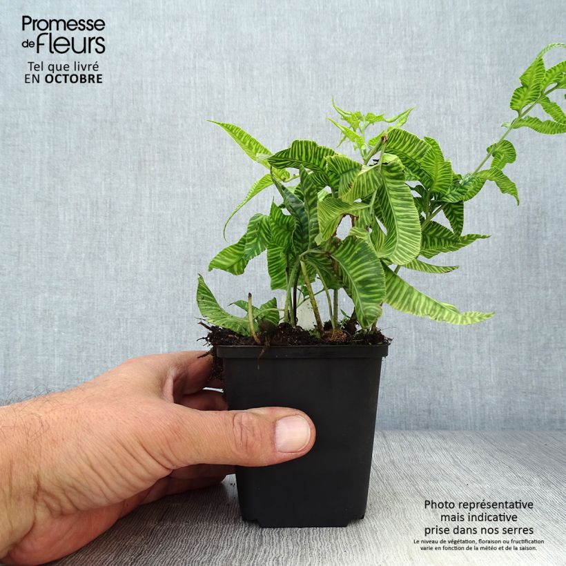 Amostra de Coniogramme emeiensis Vaso de 8/9 cm tal como entregue no outono