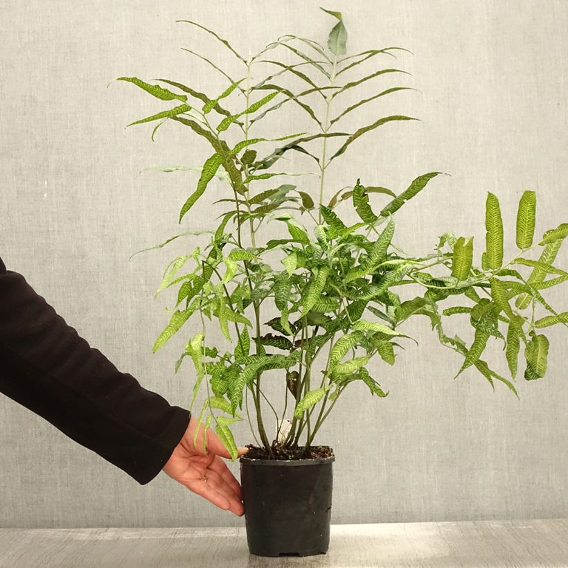 Amostra de Coniogramme emeiensis Vaso de 2 L/3 L tal como entregue no outono