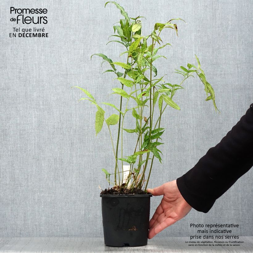 Amostra de Coniogramme emeiensis - Fougère bambou Vaso de 2 L/3 L tal como entregue no inverno