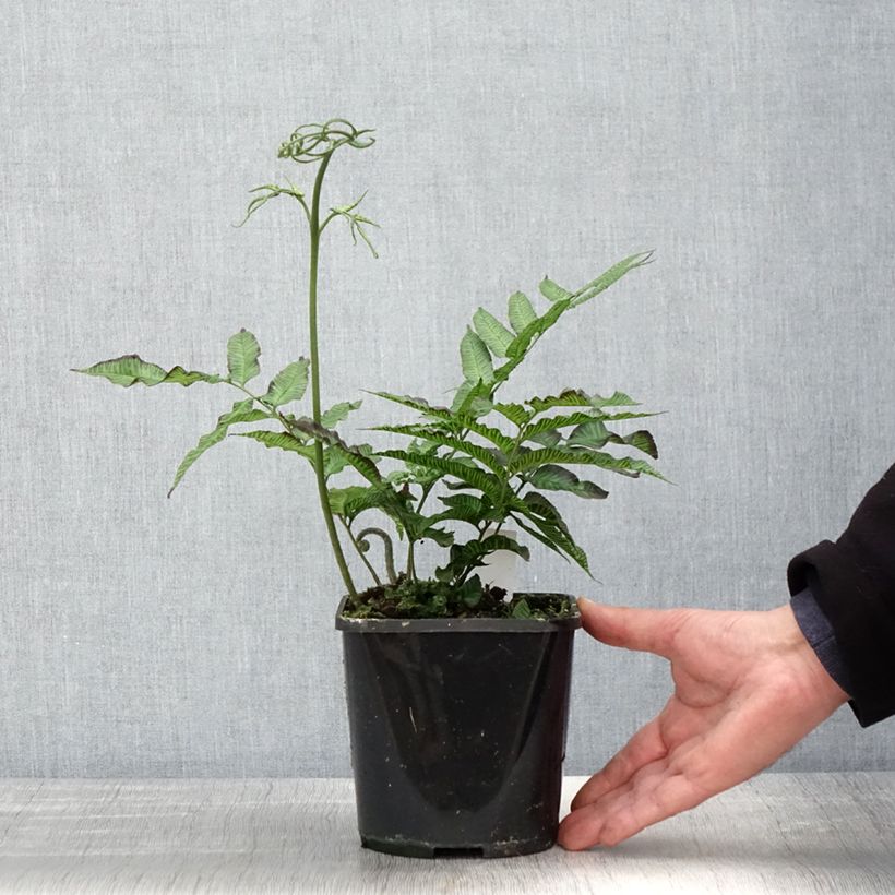 Amostra de Coniogramme emeiensis Vaso de 2 L/3 L tal como entregue na primavera