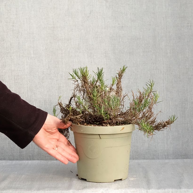 Amostra de Conradina Little Rosie Vaso de 3 L/4 L tal como entregue no inverno