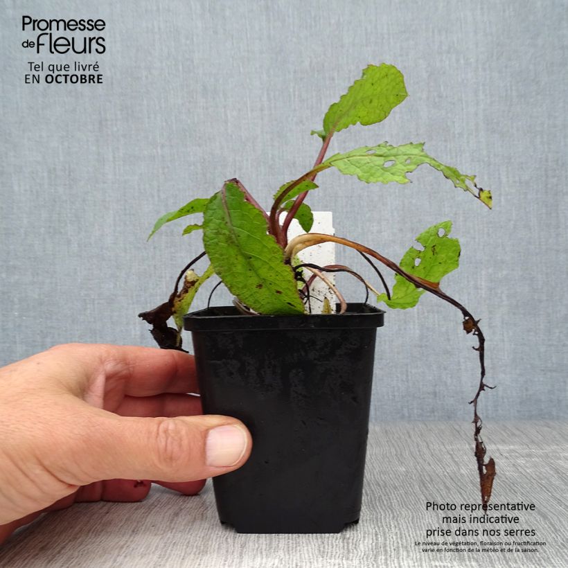 Amostra de Symphytum grandiflorum Vaso de 8/9 cm tal como entregue no outono