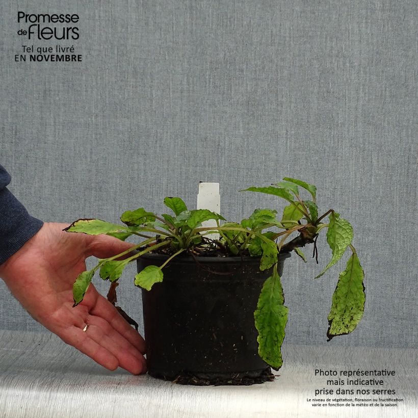 Amostra de Symphytum grandiflorum Vaso de 2 L/3 L tal como entregue no outono