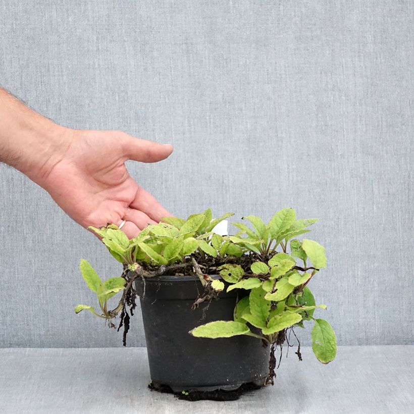 Amostra de Symphytum grandiflorum Vaso de 2 L/3 L tal como entregue no verão