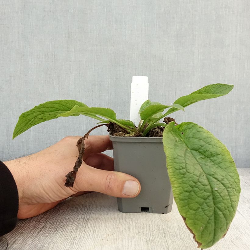 Amostra de Symphytum grandiflorum Hidcote Blue Vaso de 8/9 cm tal como entregue no outono