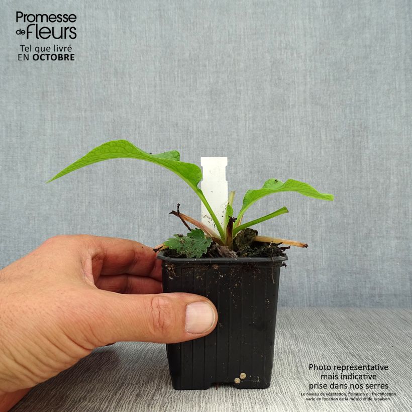 Amostra de Symphytum grandiflorum Hidcote Pink Vaso de 8/9 cm tal como entregue no outono